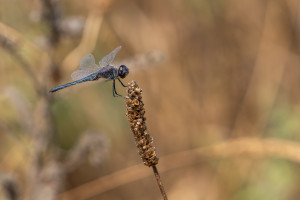 selysiothemis nigra male selysiothemis nigra male