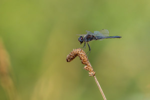 selysiothemis nigra male selysiothemis nigra male