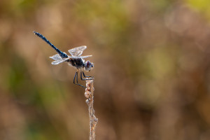 selysiothemis nigra male selysiothemis nigra male