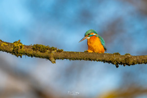 alcedo atthis martin pecheur femelle modifier alcedo atthis martin pecheur femelle modifier