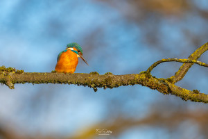 alcedo atthis martin pecheur femelle modifier alcedo atthis martin pecheur femelle modifier