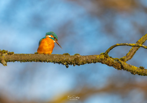 alcedo atthis martin pecheur femelle modifier alcedo atthis martin pecheur femelle modifier
