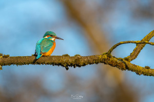 alcedo atthis martin pecheur femelle modifier alcedo atthis martin pecheur femelle modifier