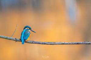 alcedo atthis martin pecheur male modifier alcedo atthis martin pecheur male modifier