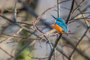 alcedo atthis martin pecheur male alcedo atthis martin pecheur male