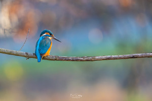 alcedo atthis martin pecheur male modifier alcedo atthis martin pecheur male modifier