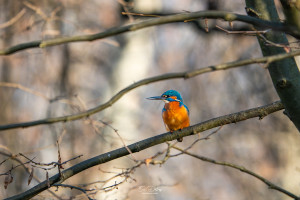 alcedo atthis martin pecheur male modifier alcedo atthis martin pecheur male modifier
