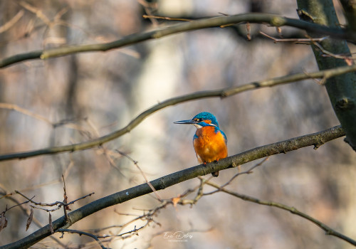 alcedo atthis martin pecheur male modifier alcedo atthis martin pecheur male modifier