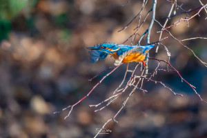 alcedo atthis martin pecheur male modifier alcedo atthis martin pecheur male modifier