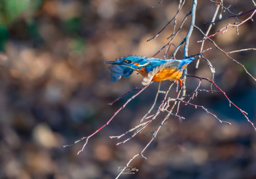 alcedo atthis martin pecheur male modifier alcedo atthis martin pecheur male modifier