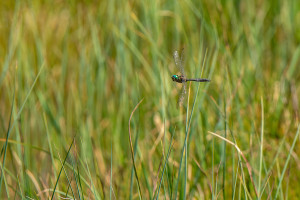 somatochlora alpestris la cordulie alpestre somatochlora alpestris la cordulie alpestre