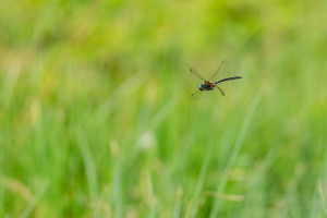 somatochlora arctica la cordulie arctique somatochlora arctica la cordulie arctique