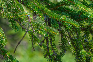 somatochlora arctica la cordulie arctique nef dxo deepprime xd2 somatochlora arctica la cordulie arctique nef dxo deepprime xd2