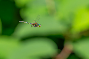 somatochlora flavomaculata cordulie a taches jaunes male somatochlora flavomaculata cordulie a taches jaunes male