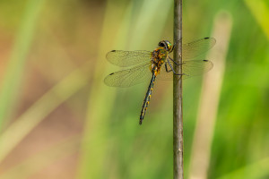 somatochlora flavomaculata cordulie a taches jaunes somatochlora flavomaculata cordulie a taches jaunes