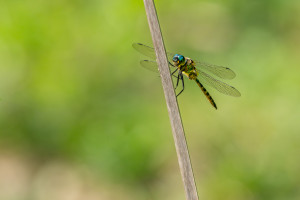 somatochlora flavomaculata cordulie a taches jaunes somatochlora flavomaculata cordulie a taches jaunes