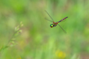 somatochlora flavomaculata cordulie a taches jaunes somatochlora flavomaculata cordulie a taches jaunes