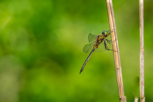somatochlora flavomaculata cordulie a taches jaunes somatochlora flavomaculata cordulie a taches jaunes