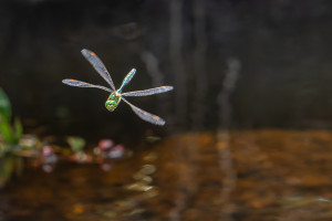 somatochlora metallica somatochlora metallica