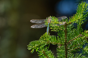 somatochlora metallica somatochlora metallica