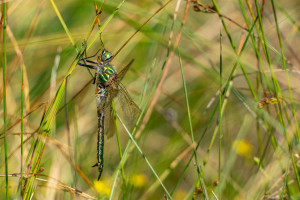 somatochlora metallica femelle somatochlora metallica femelle