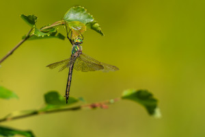 somatochlora metallica femelle somatochlora metallica femelle