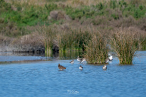 calidris pugnax combattant varie calidris pugnax combattant varie