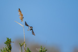 curruca melanocephala fauvette melanocephale curruca melanocephala fauvette melanocephale