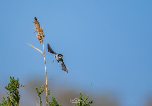 curruca melanocephala fauvette melanocephale curruca melanocephala fauvette melanocephale