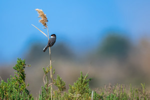 curruca melanocephala fauvette melanocephale curruca melanocephala fauvette melanocephale