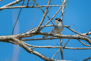 curruca melanocephala fauvette melanocephale curruca melanocephala fauvette melanocephale