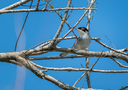 curruca melanocephala fauvette melanocephale curruca melanocephala fauvette melanocephale