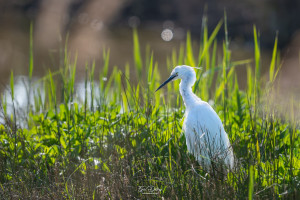 egretta garzetta aigrette garzette egretta garzetta aigrette garzette
