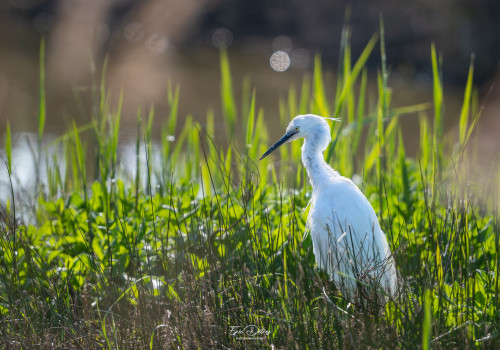 egretta garzetta aigrette garzette egretta garzetta aigrette garzette