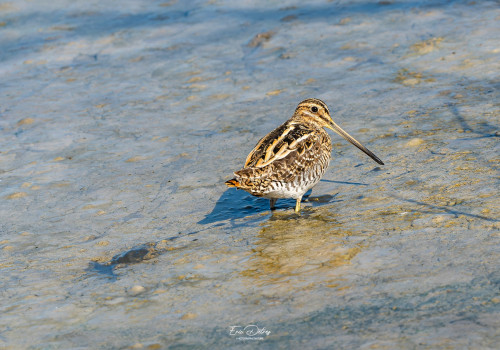 gallinago gallinago becassine des marais gallinago gallinago becassine des marais