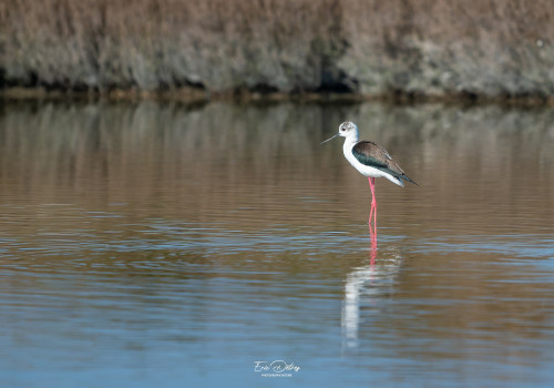 himantopus himantopus echasse blanche himantopus himantopus echasse blanche