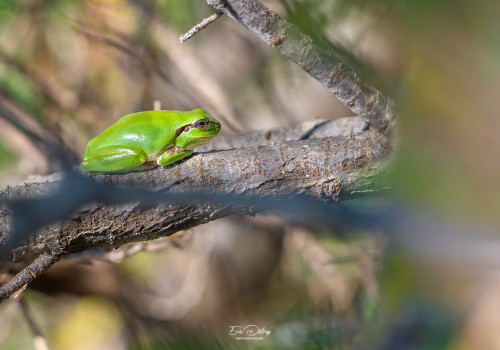 hyla meridionalis rainette meridionale hyla meridionalis rainette meridionale