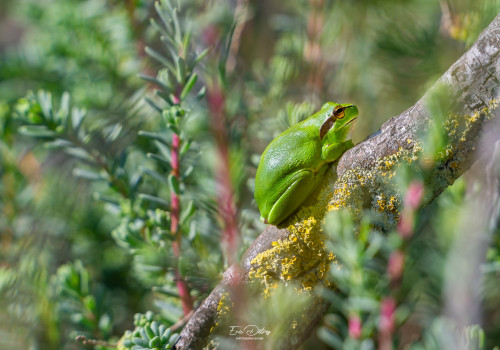 hyla meridionalis rainette meridionale hyla meridionalis rainette meridionale