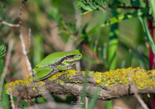 hyla meridionalis rainette meridionale hyla meridionalis rainette meridionale