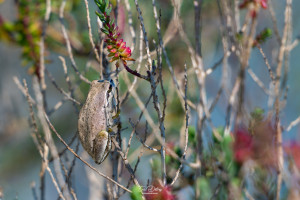 hyla meridionalis rainette meridionale hyla meridionalis rainette meridionale