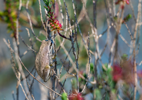 hyla meridionalis rainette meridionale hyla meridionalis rainette meridionale