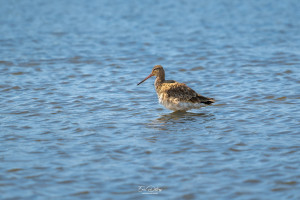 limosa limosa barge a queue noire limosa limosa barge a queue noire