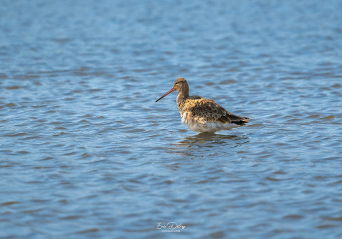 limosa limosa barge a queue noire limosa limosa barge a queue noire