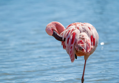phoeniconaias minor   flamant nain