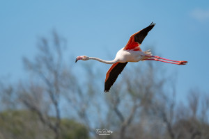 phoenicopterus roseus flamant rose phoenicopterus roseus flamant rose