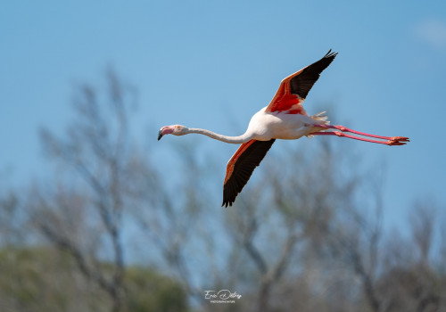 phoenicopterus roseus flamant rose phoenicopterus roseus flamant rose