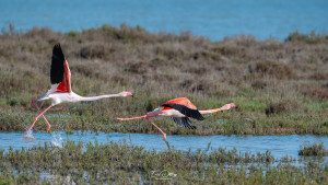 phoenicopterus roseus flamant rose phoenicopterus roseus flamant rose