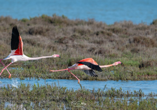 phoenicopterus roseus flamant rose phoenicopterus roseus flamant rose