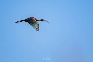 plegadis falcinellus ibis falcinelle plegadis falcinellus ibis falcinelle