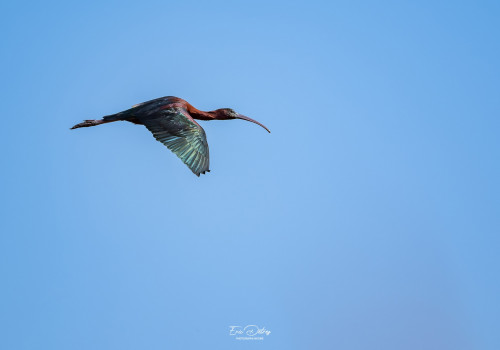 plegadis falcinellus ibis falcinelle plegadis falcinellus ibis falcinelle